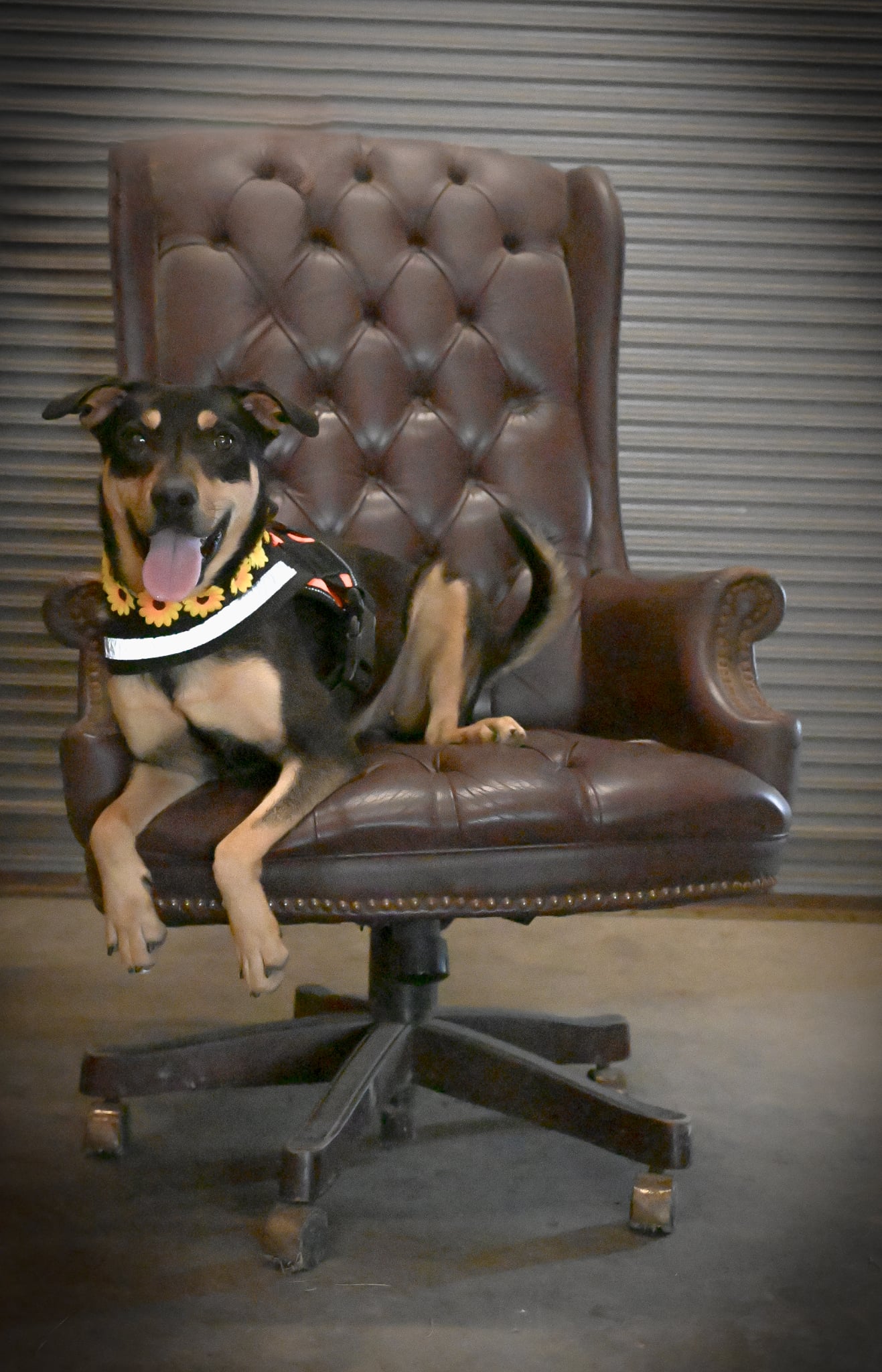 Dog in chair